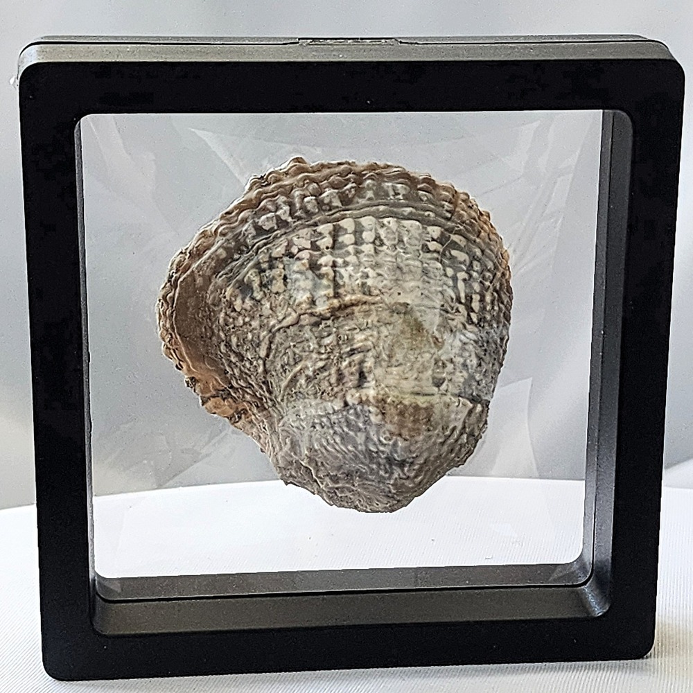 Late Cretaceous Period Extinct Scallop Clam Ribbed Bivalve Fossil Display Piece